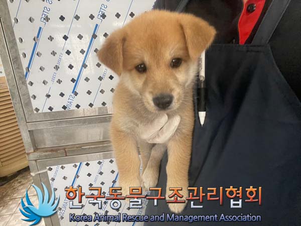 한국동물구조관리협회_411300202400328